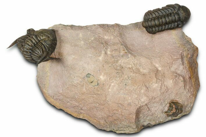 Metacanthina Trilobite With Reedops - Lghaft, Morocco #368572